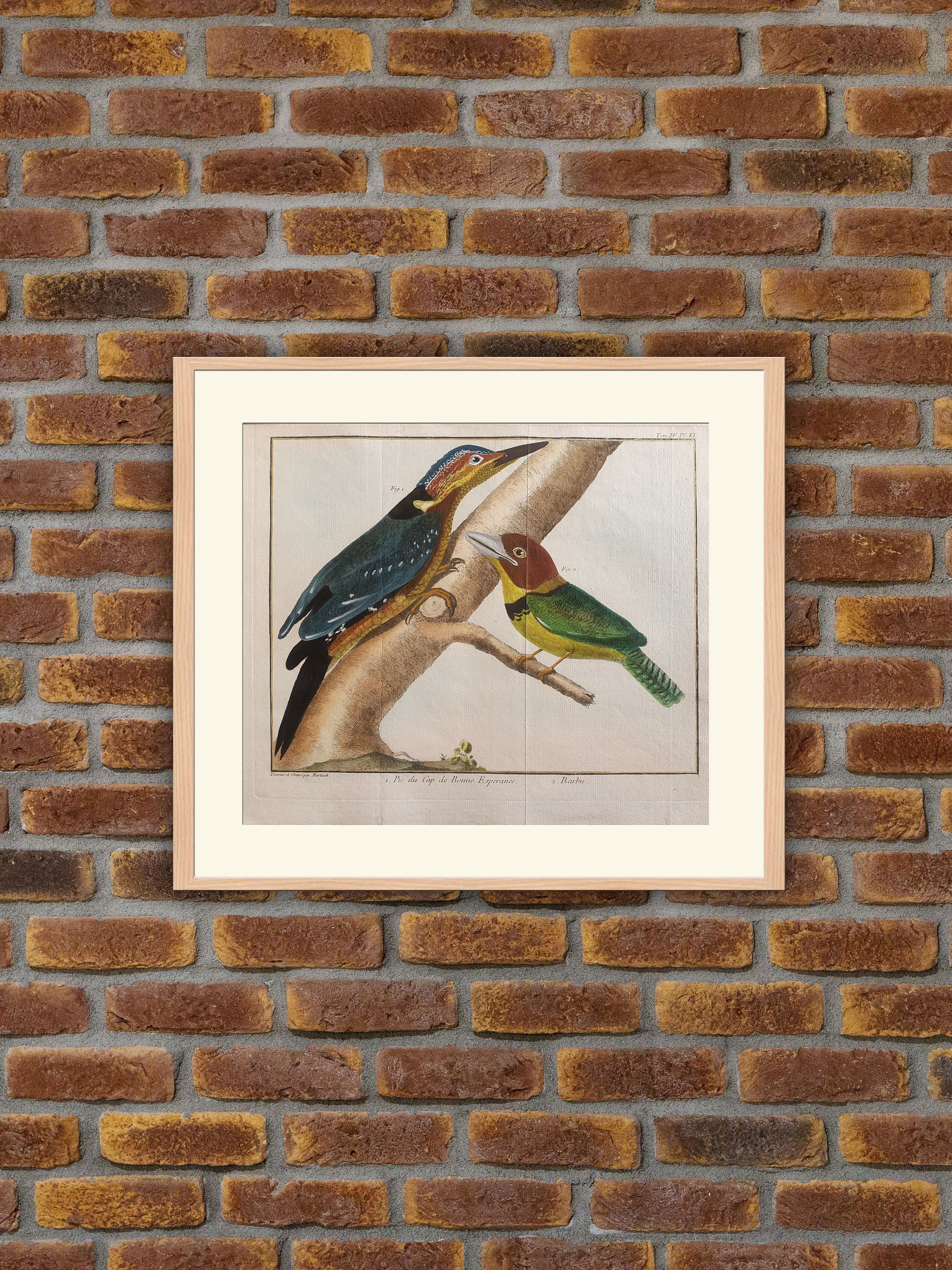 Brisson/Martinet - Ornithologie Pic Du Cap de Bonne Esperance, Barbu Gravure Couleurs 1760