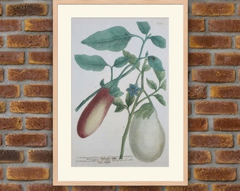 Weinmann - Botanique - Solanum Pomiferum - Gravure couleurs 1739