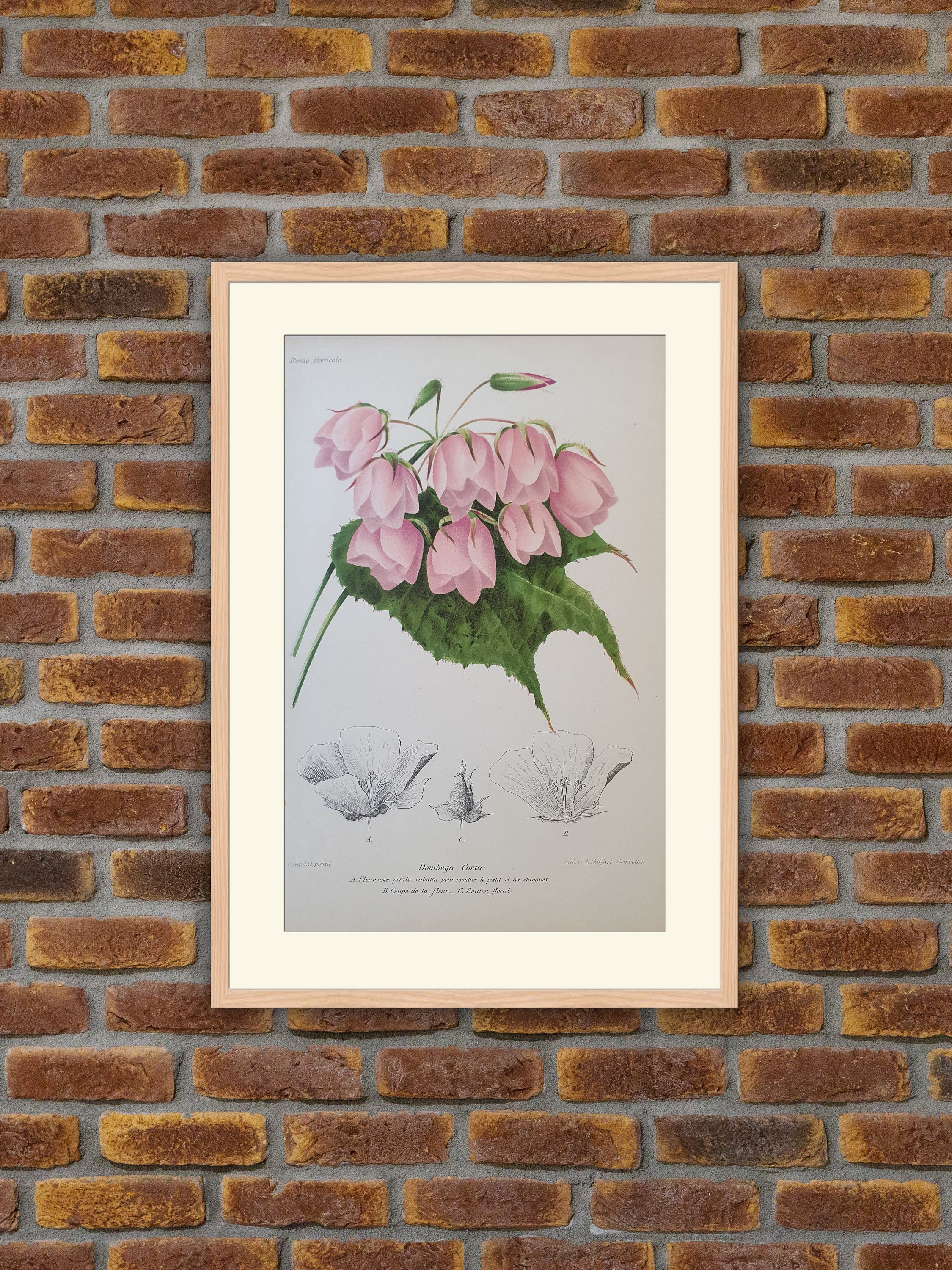 Fleurs Revue Horticole - Dombeya Coria Lithographie Couleurs 1900