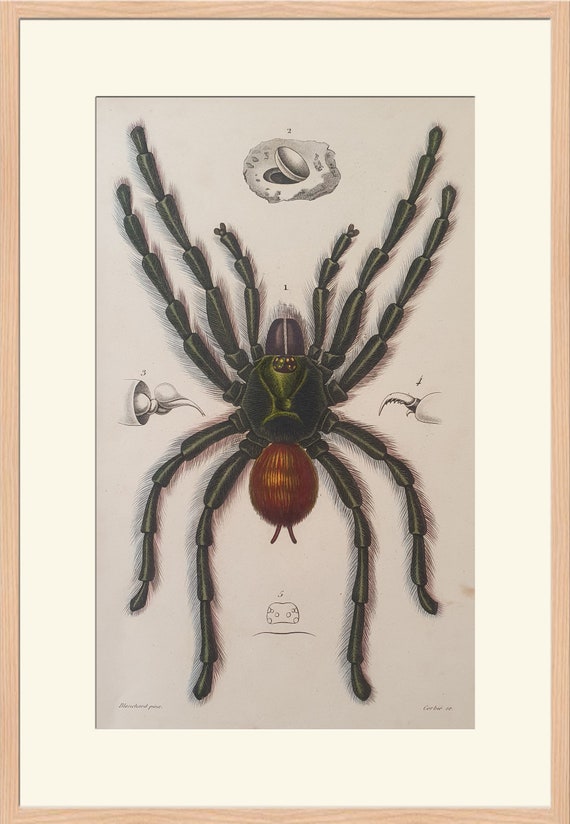 Animals - Spiders - MYGALE AVIOULAIRE - 1849 D'orbigny Dictionary
