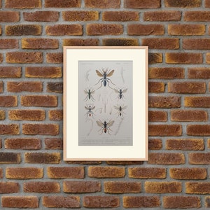 Animaux - Insectes - Gravure couleur 1836 - G. Cuvier, Le Règne Animal