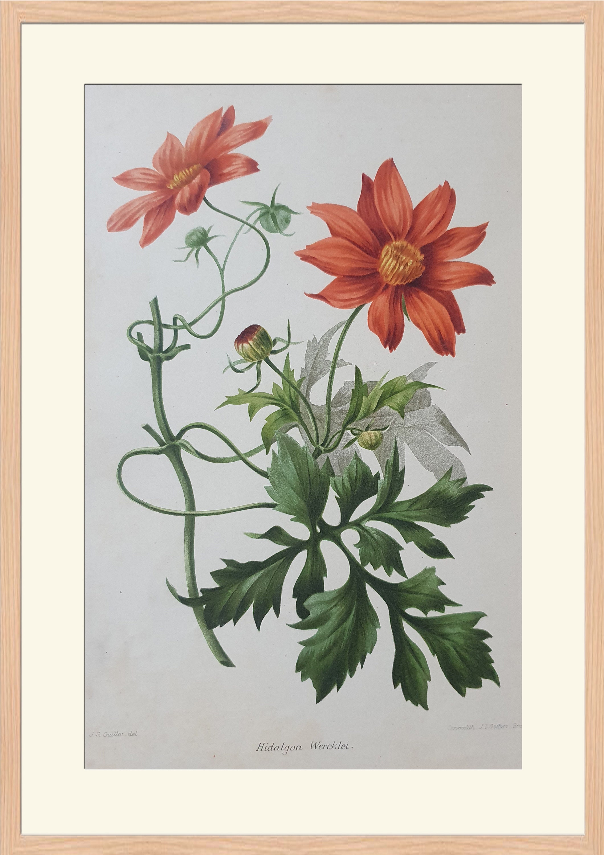 Flowers - Hidalgoa Wercklei - 19th Century Colored Lithography