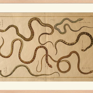 May include: An antique illustration of nine different snakes, printed on cream-coloured paper. The snakes are depicted in various poses, with some coiled up and others stretched out. The illustration is titled "HISTOIRE NATURELLE" and is labelled with the numbers 1-9.