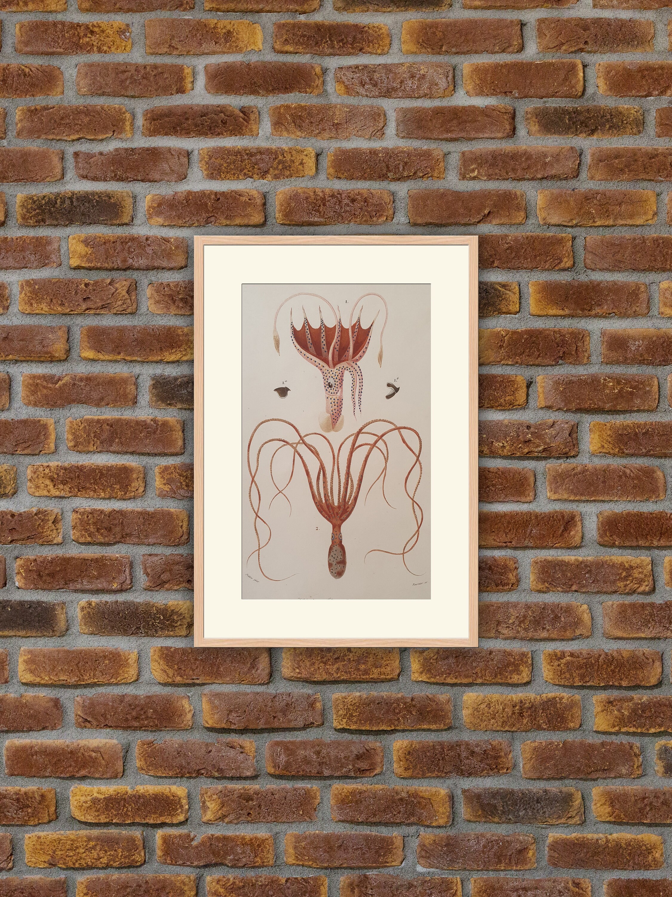 Animaux - Mollusques Cephalopodes Gravure Couleurs 1849 Dictionnaire d'orbigny