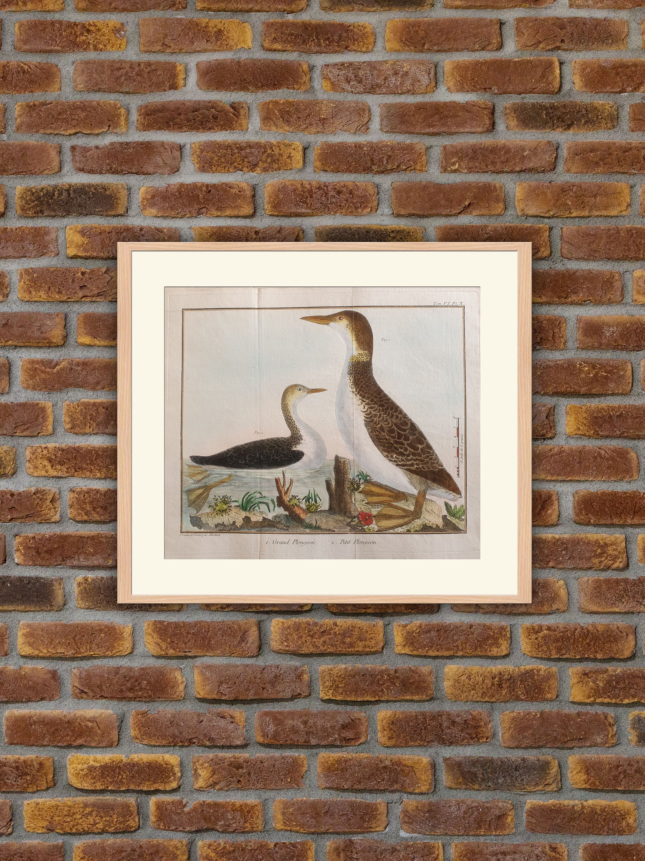 Brisson/Martinet - Ornithologie Grand Plongeon, Petit Plongeon Gravure Couleurs 1760