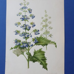 Flowers Coleus thyrsoideus 19th Century Colored Lithography Goffart 10.6x7.1in Decoration, Print image 3