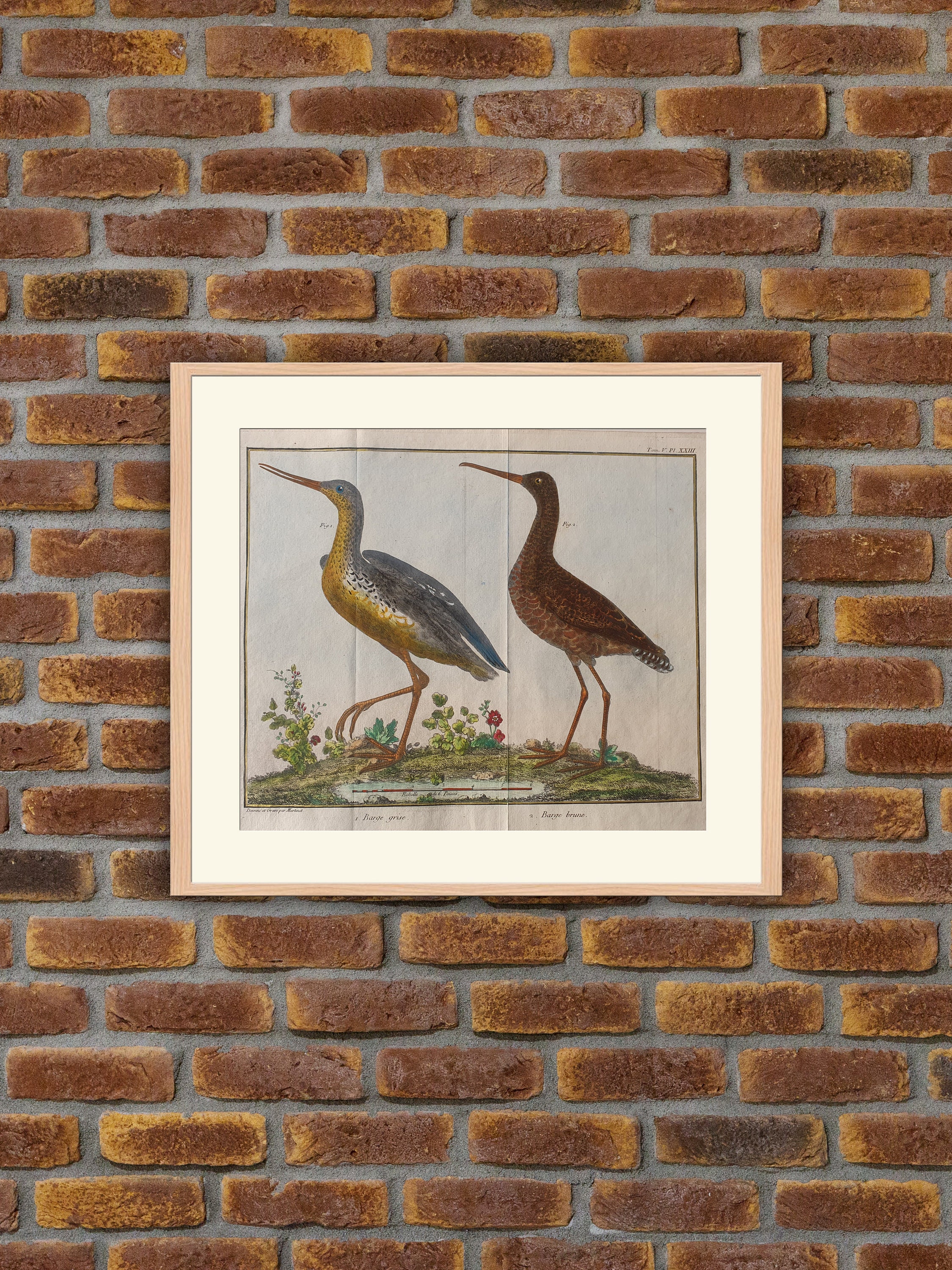 Brisson/Martinet - Ornithologie 1. Barge Grise. 2. Brune Gravure Couleurs 1760