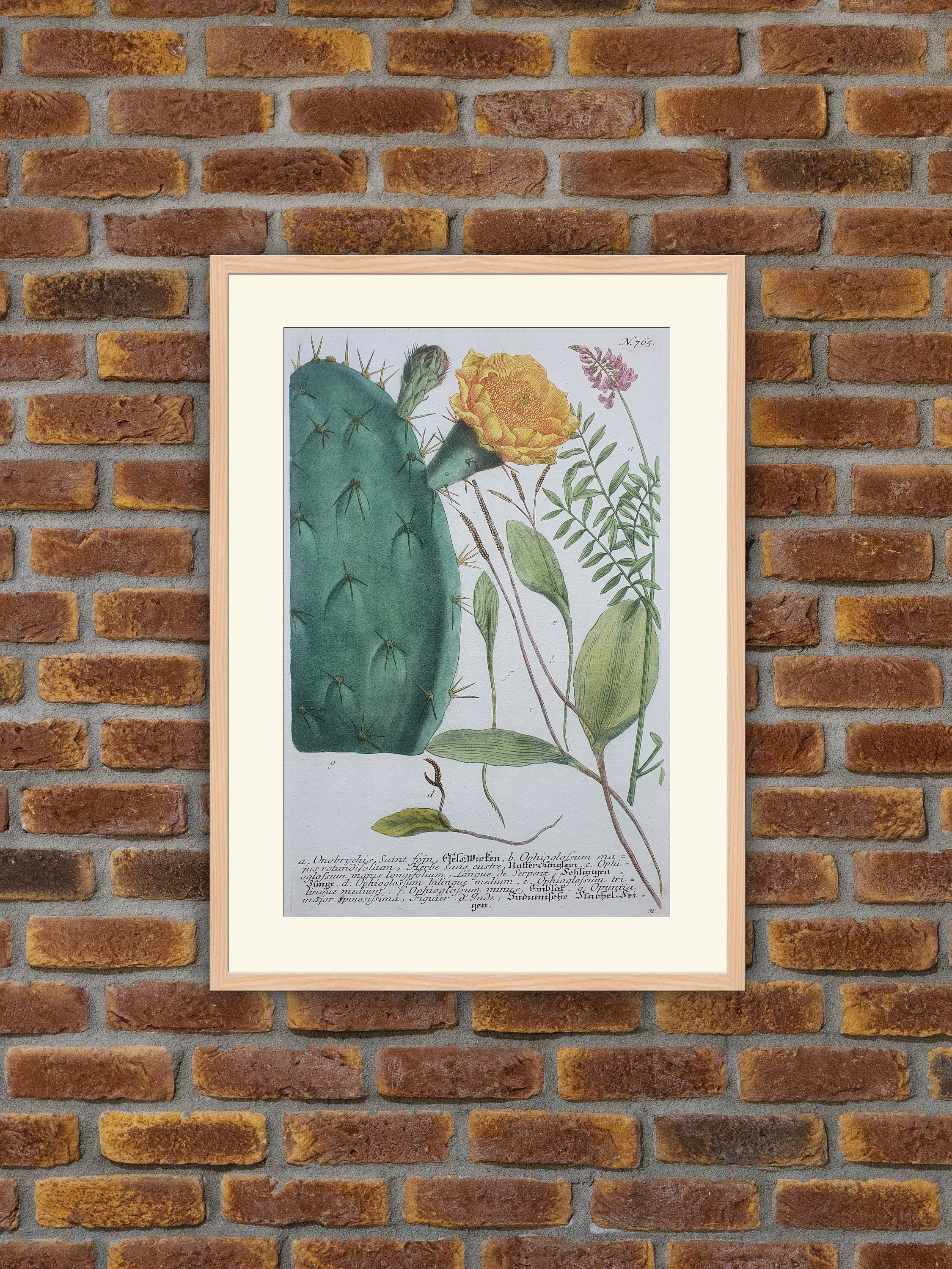 Weinmann - Botanique Onobrychis, Opuntia Major Figuier d'inde Gravure Couleurs 1739