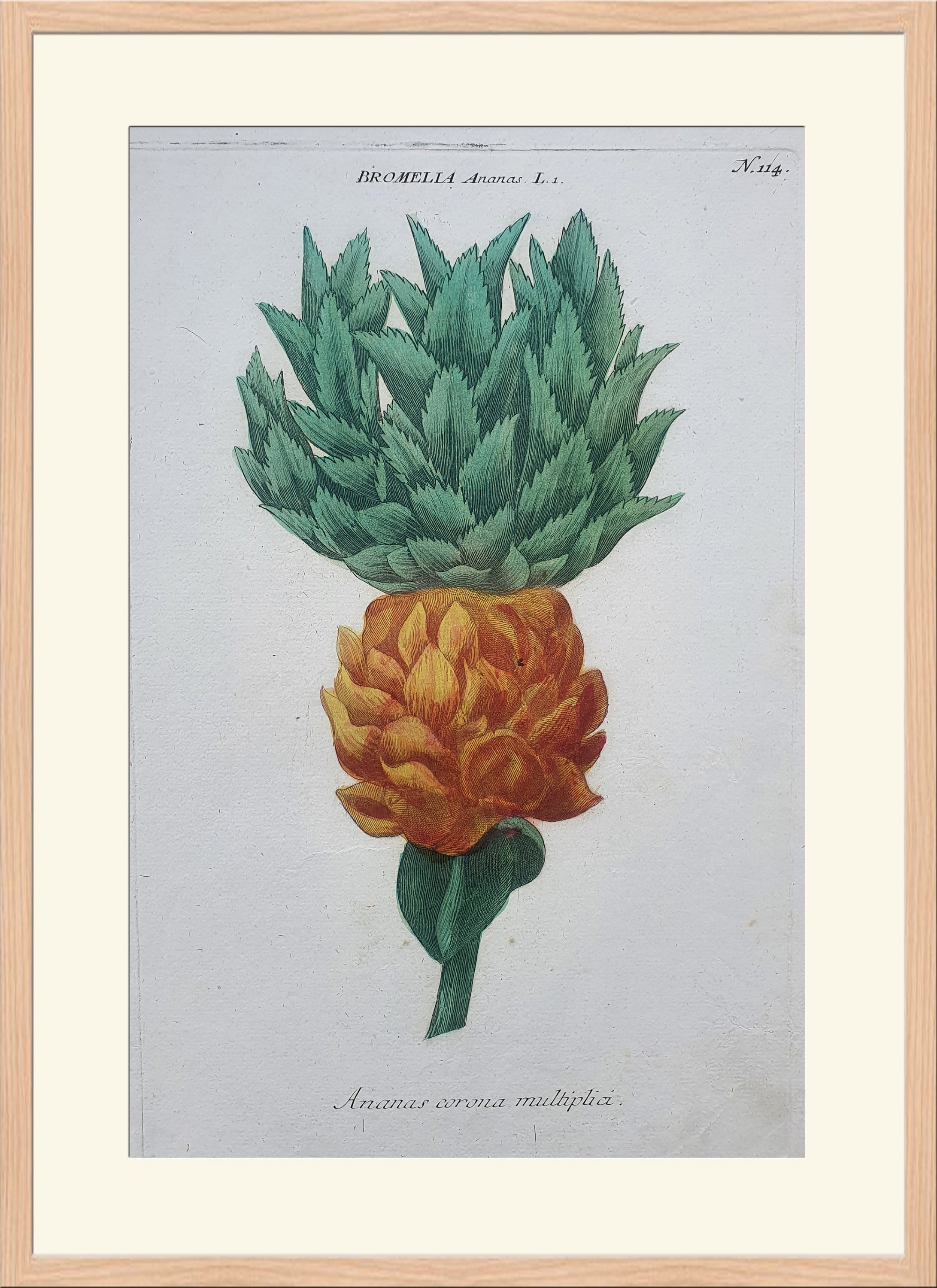Weinmann - Botany - Plants - Flowers - Bromella Ananas - 1739