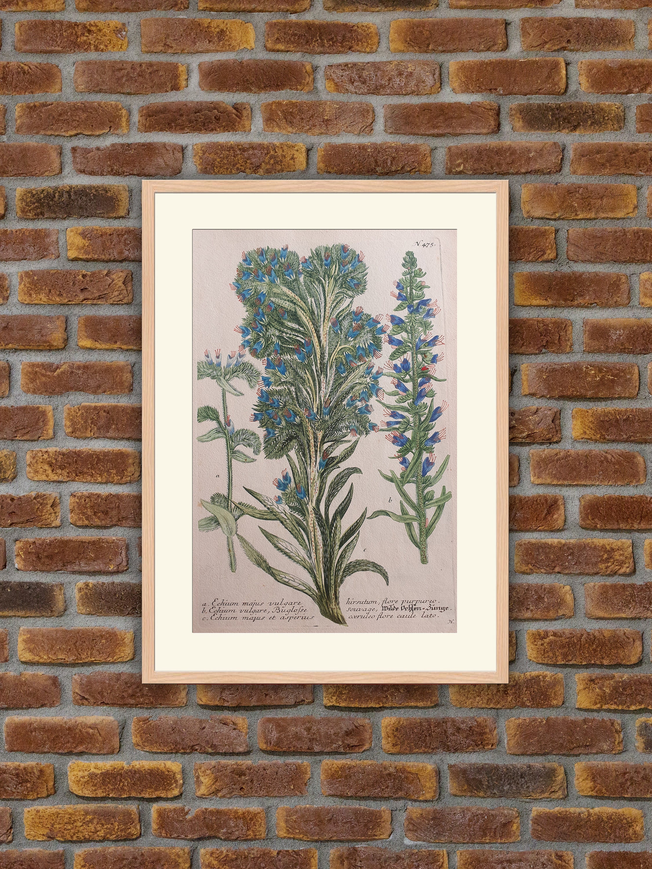 Weinmann - Botanique Echium Majus Vulgare, et Asperius Gravure Couleurs 1739