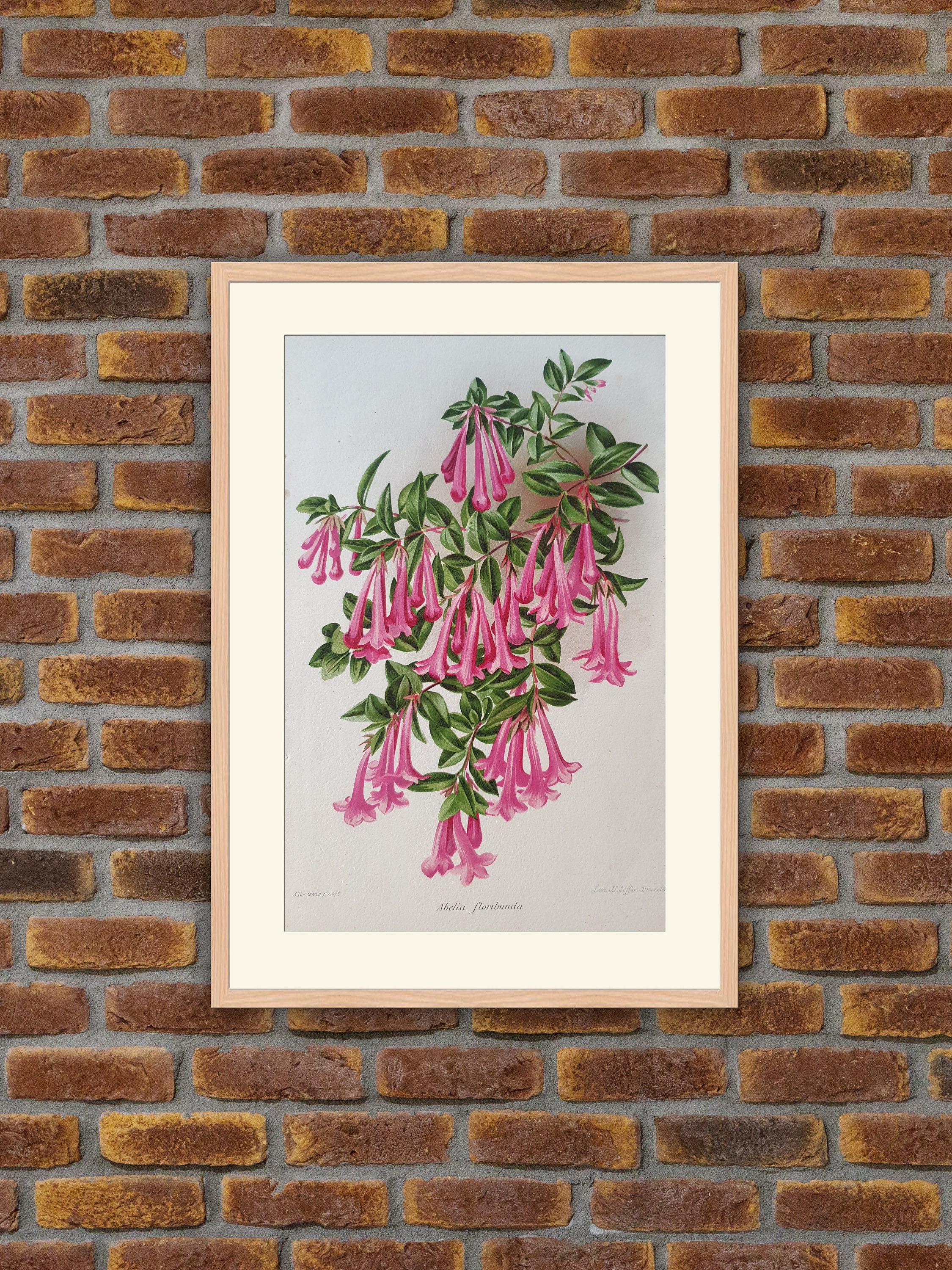 Fleurs Revue Horticole - Abelia Floribunda Lithographie Couleurs 1900