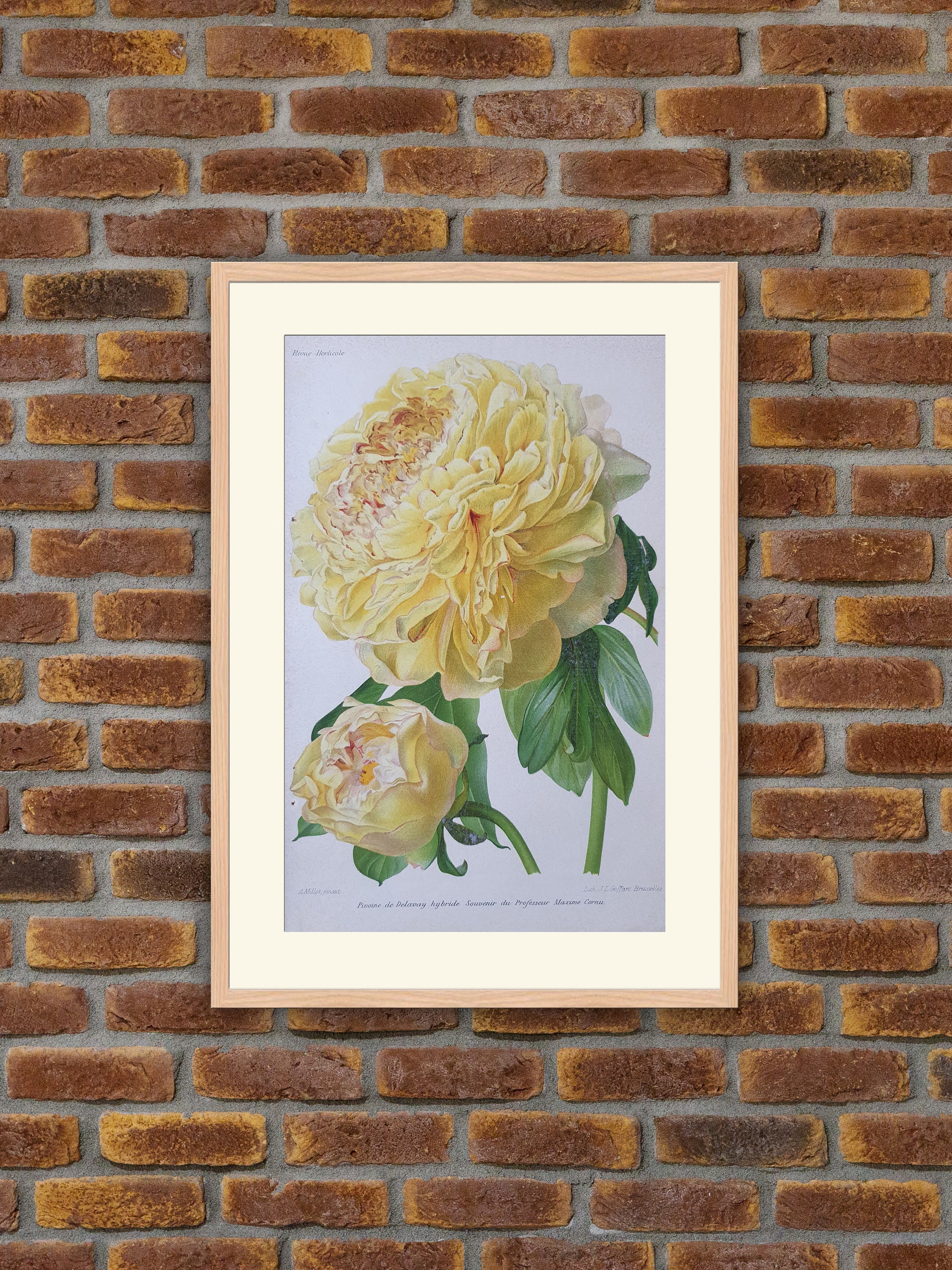 Fleurs Revue Horticole - Pivoine de Delavay Hybride Souvenir Du Professeur Maxime Cornu Lithographie