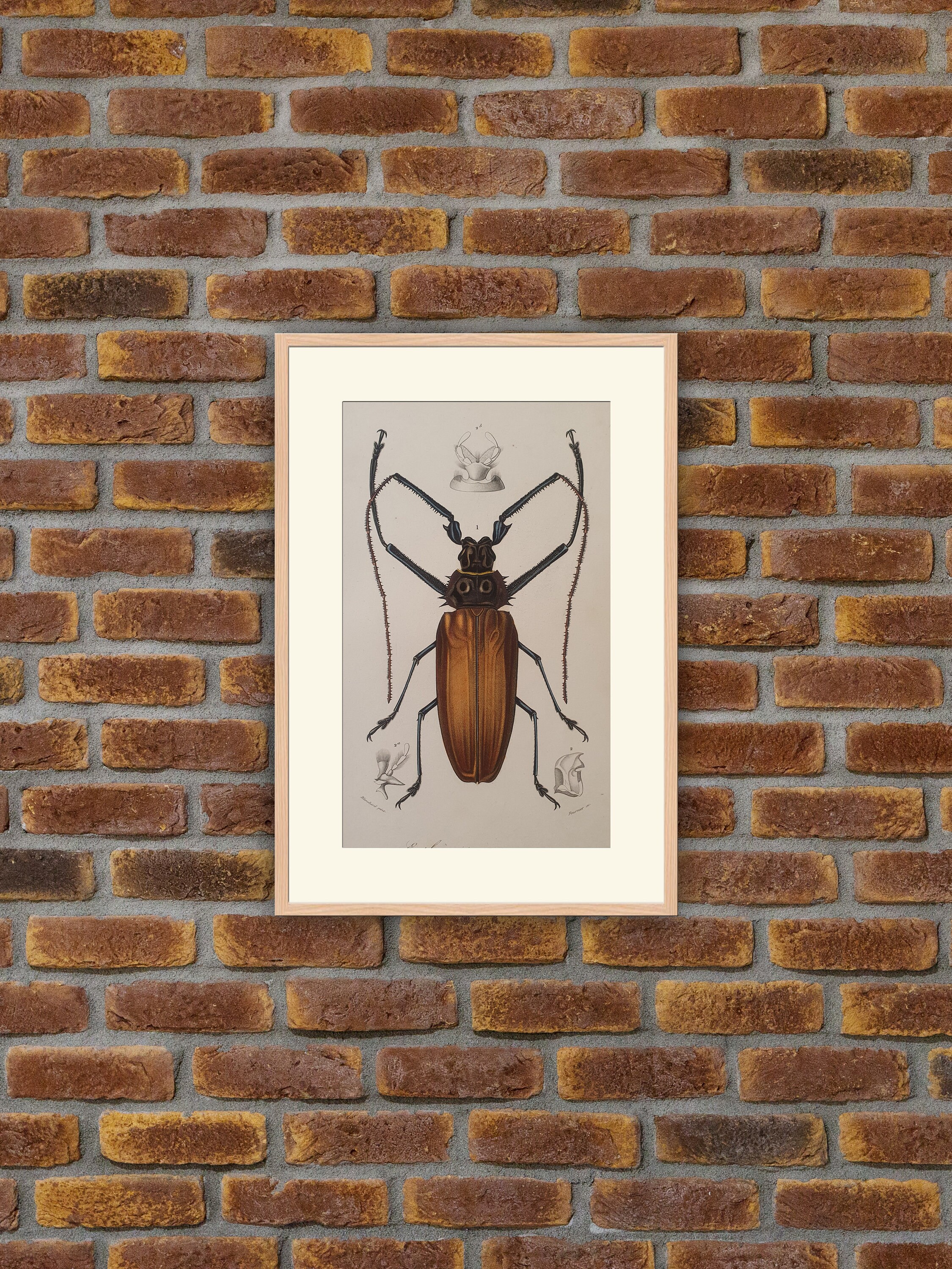 Animaux - Insectes Enoplocere Epineux Gravure Couleurs 1849 Dictionnaire d'orbigny