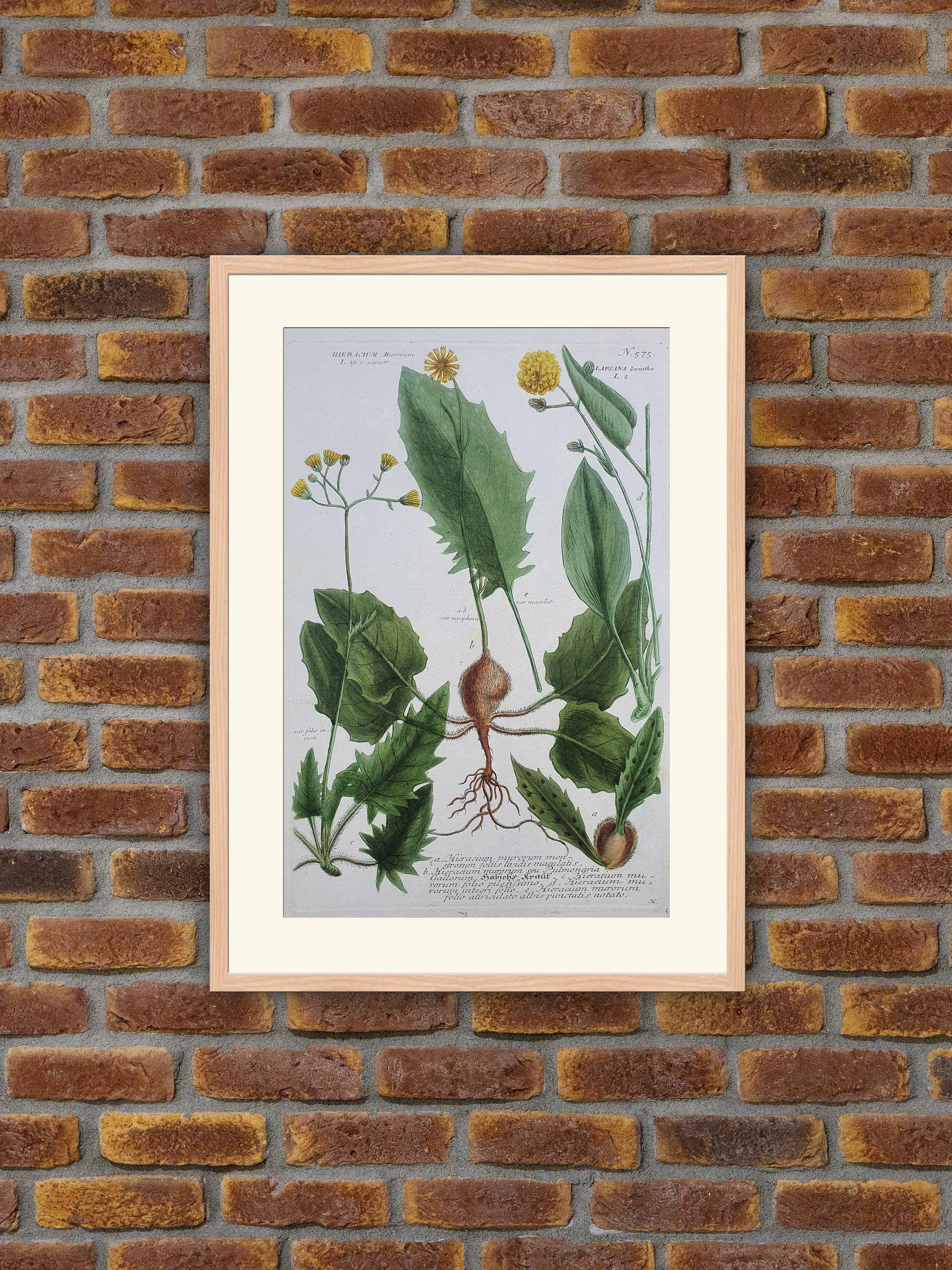 Weinmann - Botanique Hieraclum Muromum, Lapsana Zacintha Gravure Couleurs 1739