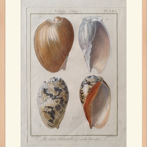 Animals - Sea Shell - 1780 - Engraving Panckoucke Encyclopedia - 12.6x9in - Decoration, Large Prints