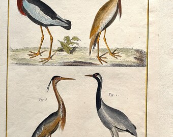 Histoire naturelle-Oiseaux-Grue-Demoiselle de Nubie-Héron Hupé-Oiseau Royal