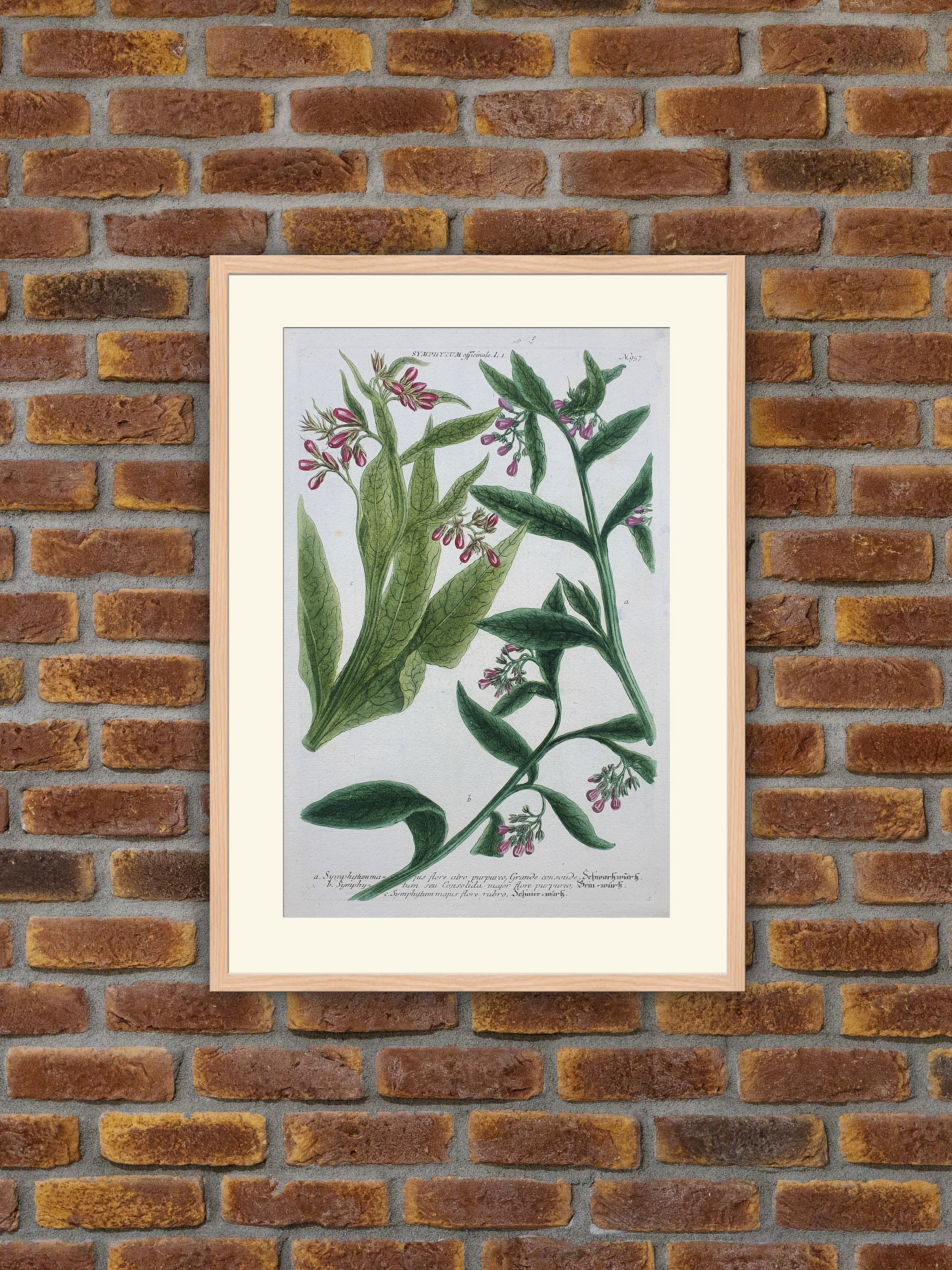 Weinmann - Botanique Symphytum Officinale Gravure Couleurs 1739
