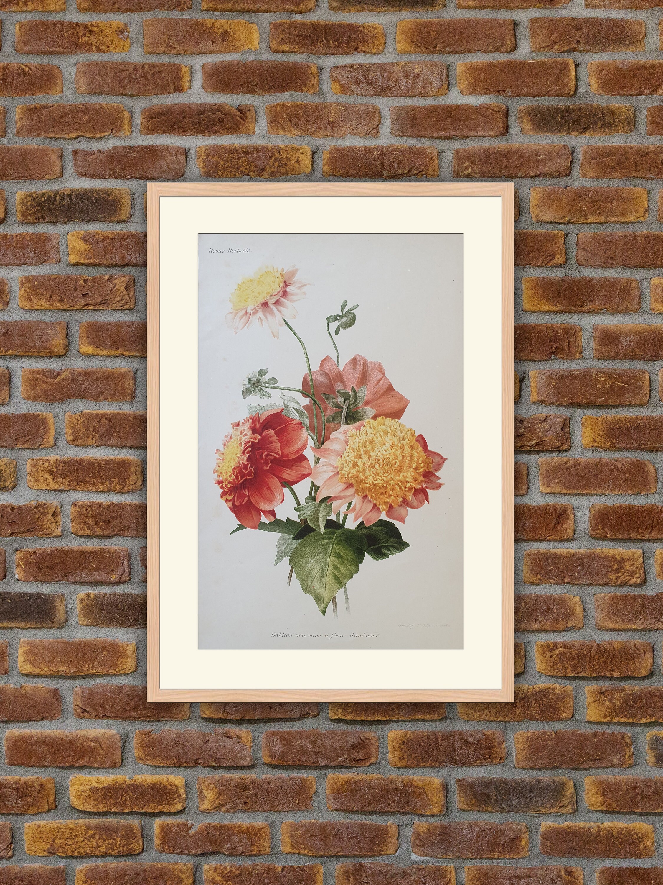 Fleurs Revue Horticole - Dahlias Nouveaux à Fleurs d'anémone Lithographie Couleurs 1900