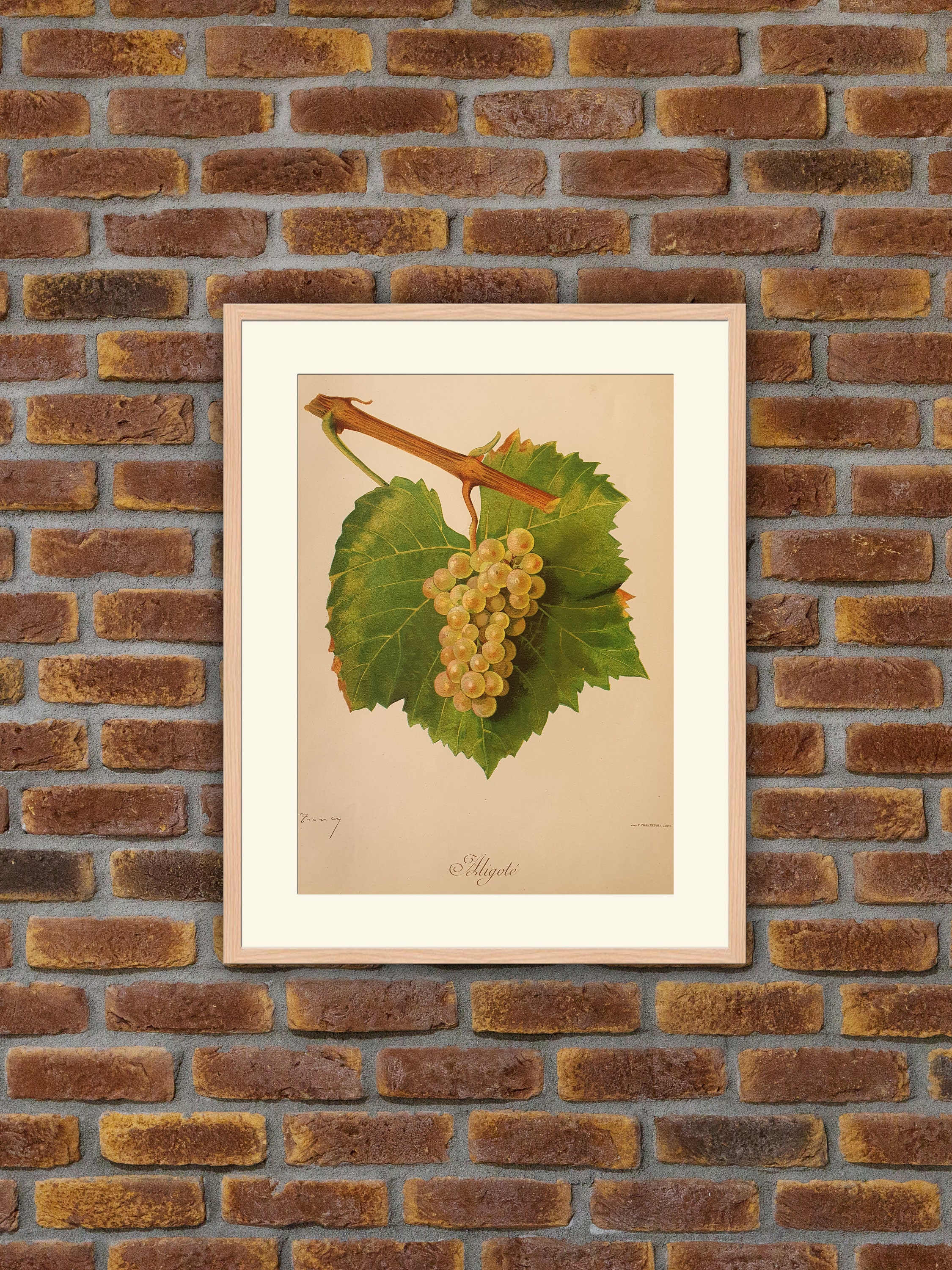 Viticulture, Ampélographie - Raisins Aligoté Viala, Lithographie Couleurs 1901