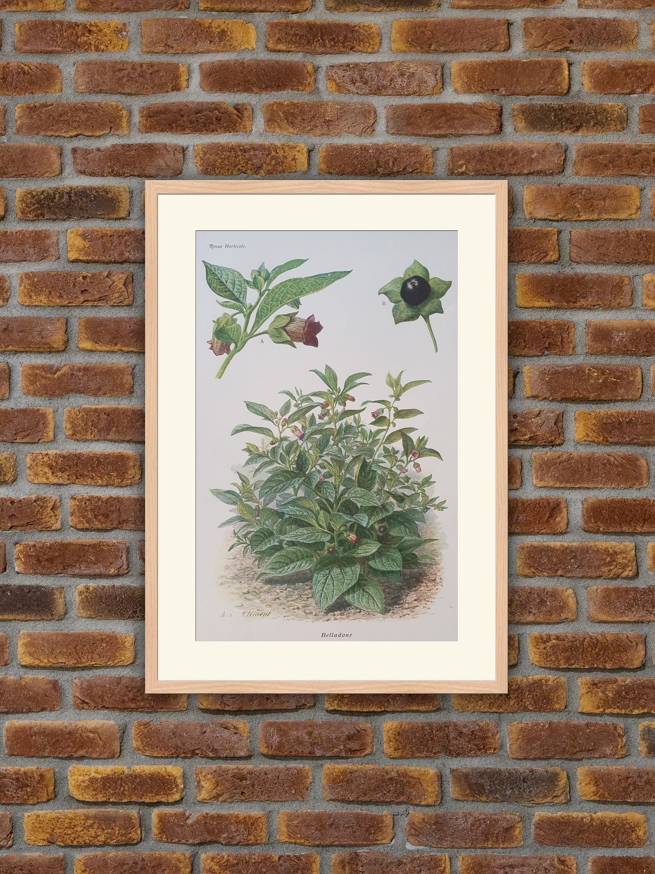 Fleurs Revue Horticole - Belladone Lithographie Couleurs 1900