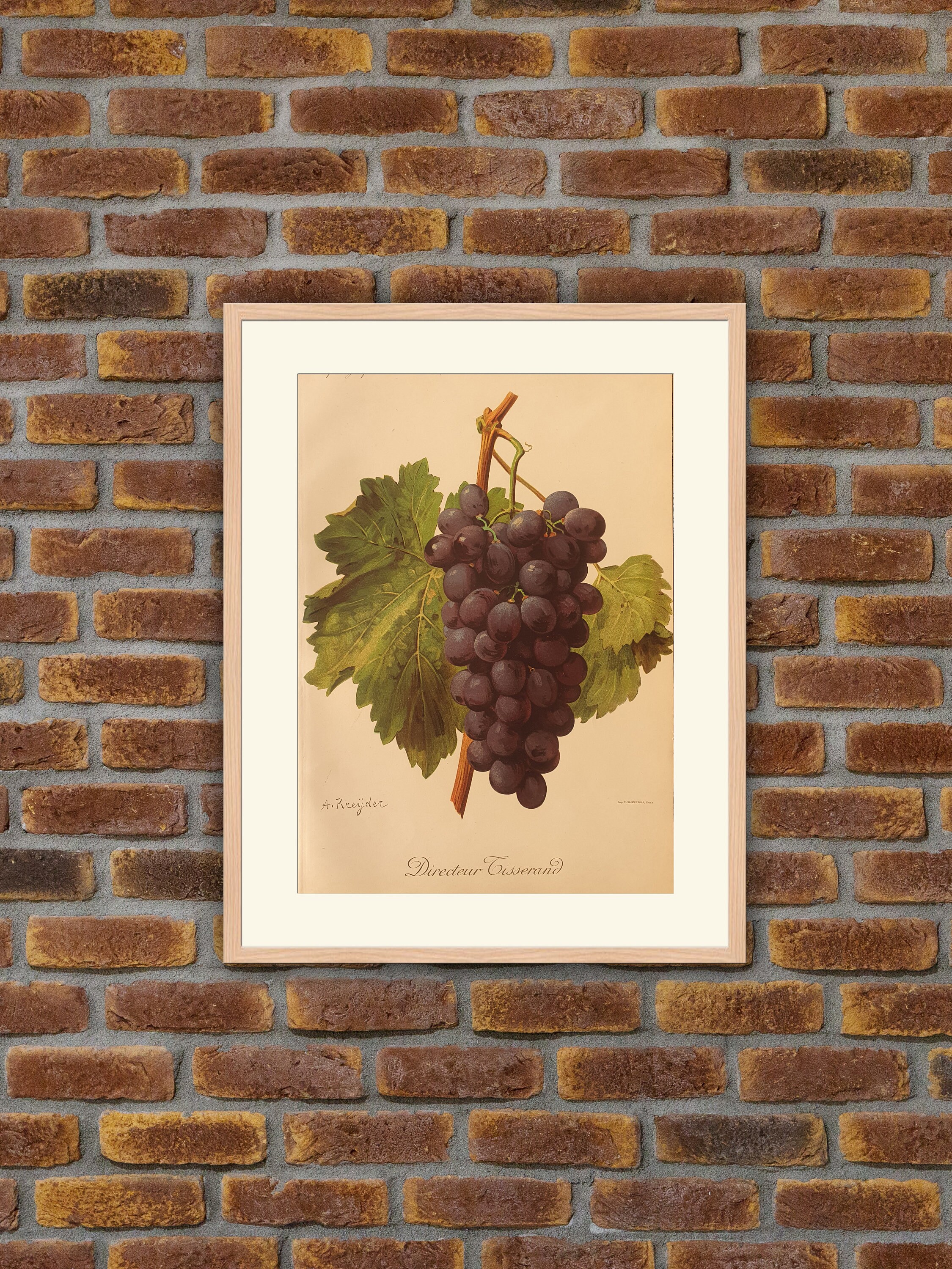 Viticulture, Ampélographie - Raisins Directeur Tisserand Viala, Lithographie Couleurs 1901