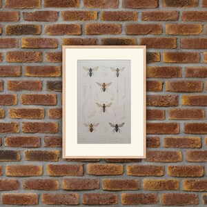 Animaux - Insectes - Gravure couleur 1836 - G. Cuvier, Le Règne Animal