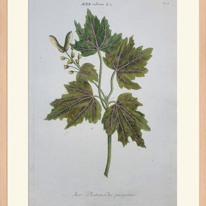 May include: A botanical illustration of a maple tree branch with green leaves and a single seed pod. The leaves have pink veins and the text "Acer rubrum L. 2." and "Acer Platanoides peregrinus" are printed below the image.