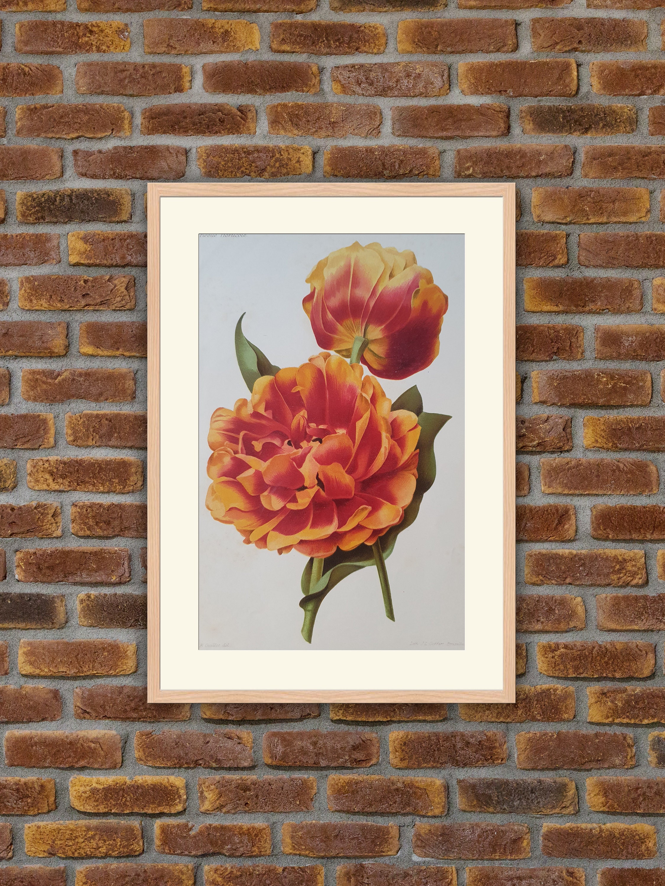 Fleurs Revue Horticole - Tulipe Double Hâtive Toréador Lithographie Couleurs 1900