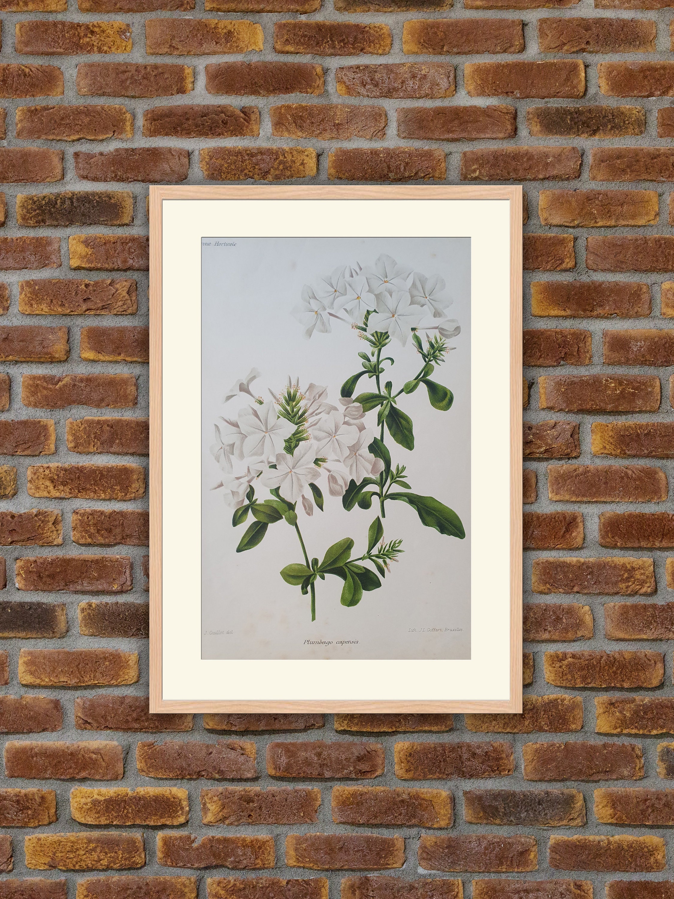 Fleurs Revue Horticole - Plumbago Capensis Lithographie Couleurs 1900