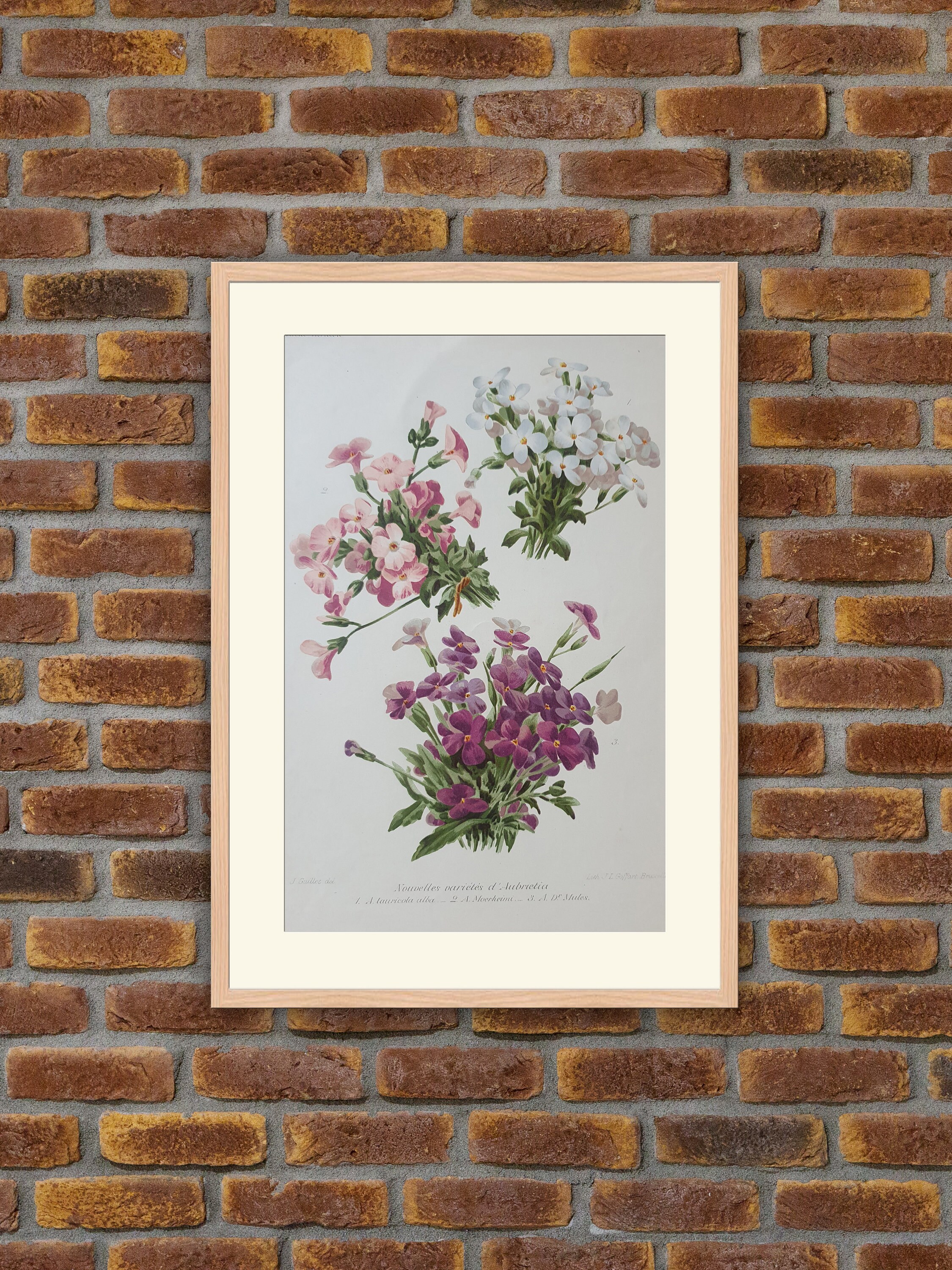 Fleurs Revue Horticole - Nouvelles Variétés d'aubrietia Lithographie Couleurs 1900