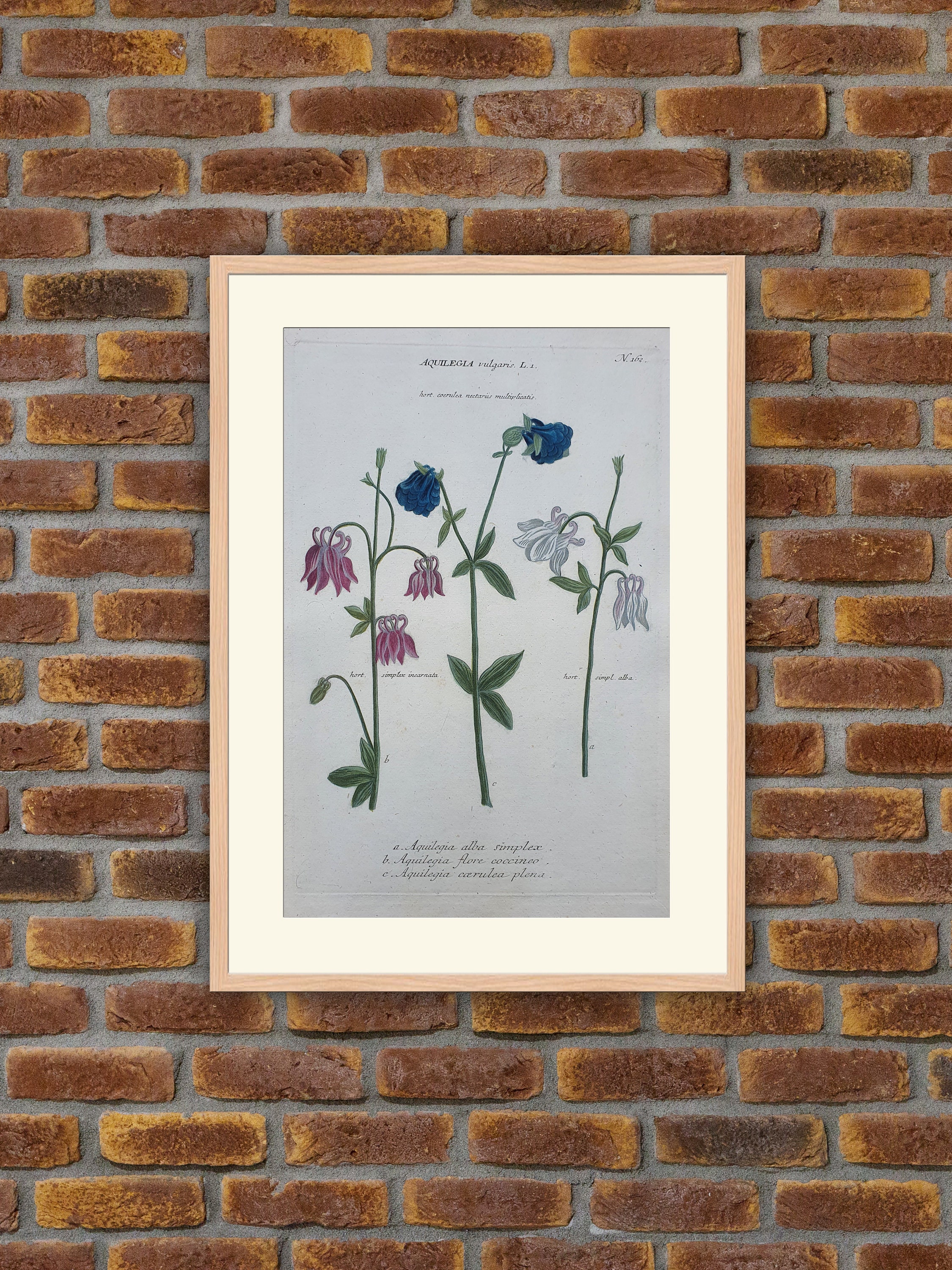 Weinmann - Botanique Aquilegia Vulgaris Gravure Couleurs 1739