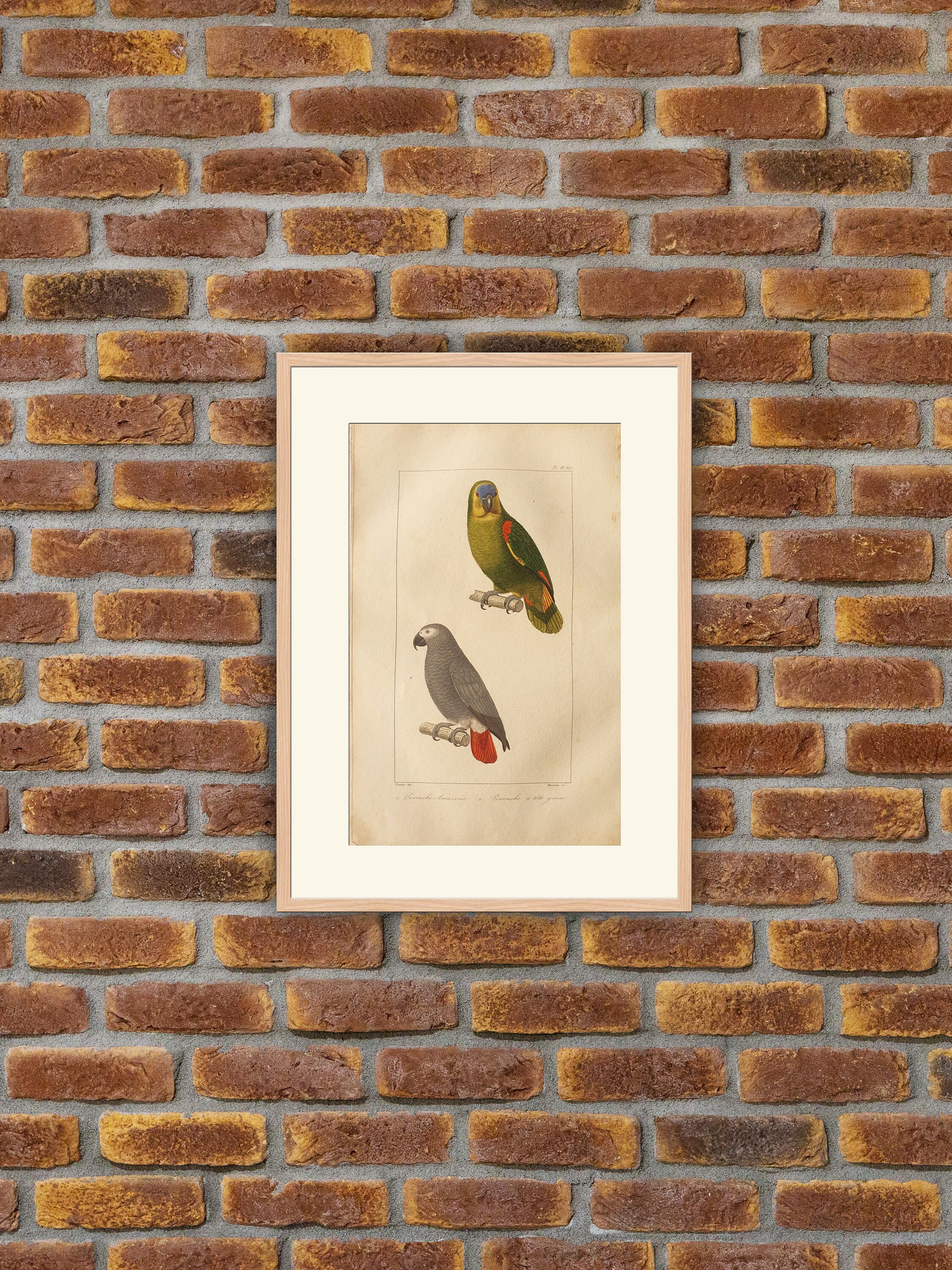 Perroquets, Perruches - Buffon Perruche Amazone à Tête Grise Gravure Couleurs 1835