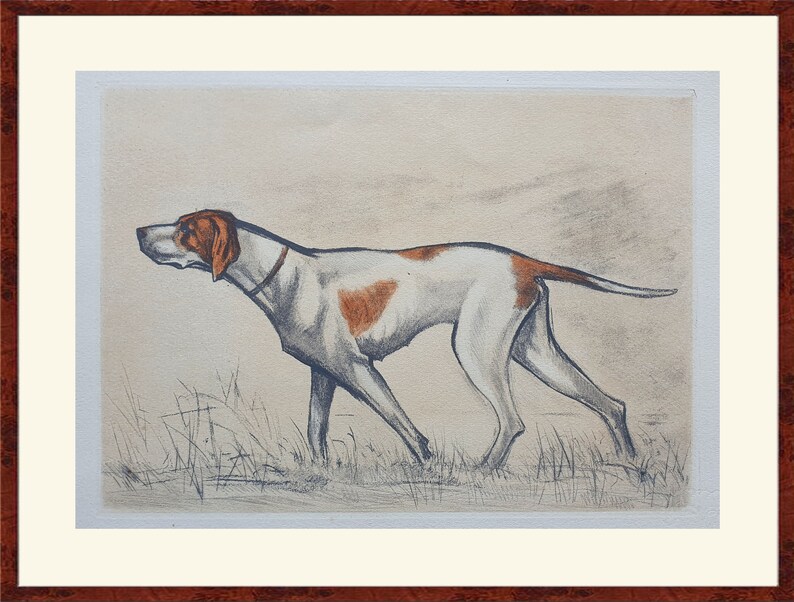 1944 color engraving Dogs Braque Saint-Germain Saint-Germain Hunting dog 9.4x12.2in Hunt Print, Decoration, antique Print image 2