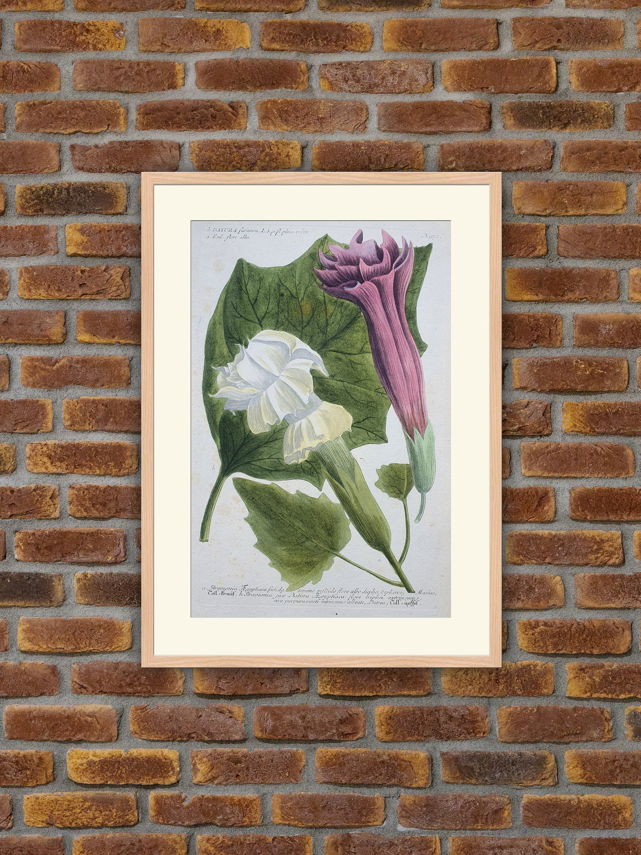 Weinmann - Botanique Datura Fustuosa Gravure Couleurs 1739