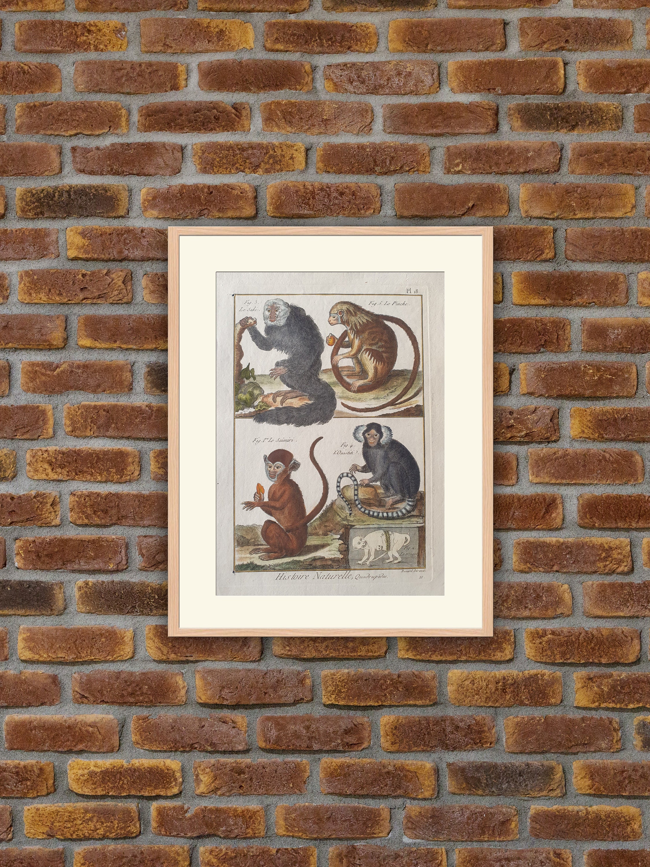 Animaux - Singes Saimiri | Squirrel Monkey, Magot, Saki, Ouistiti, Pinche Gravure Couleurs Encyclopé