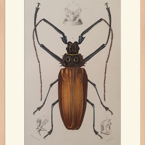 Könnte beinhalten: Eine detaillierte Illustration eines großen, braunen Käfers mit langen, dünnen Antennen. Der Käfer hat schwarze Beine und einen schwarzen Kopf mit einem gelben Streifen. Die Illustration ist auf weißem Hintergrund.