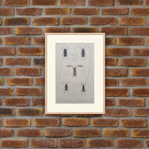 Animaux - Insectes - Gravure couleur 1836 - G. Cuvier, Le Règne Animal