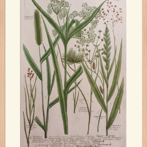 May include: A vintage botanical illustration of various grasses and plants, including Panicun, Juncus, Carex, and Phalaris. The illustration is in a muted green and brown colour palette and features detailed drawings of the plants' stems, leaves, and flowers. The text "Gramen majus latifolium Cygende Cover anne" is written at the bottom of the illustration.