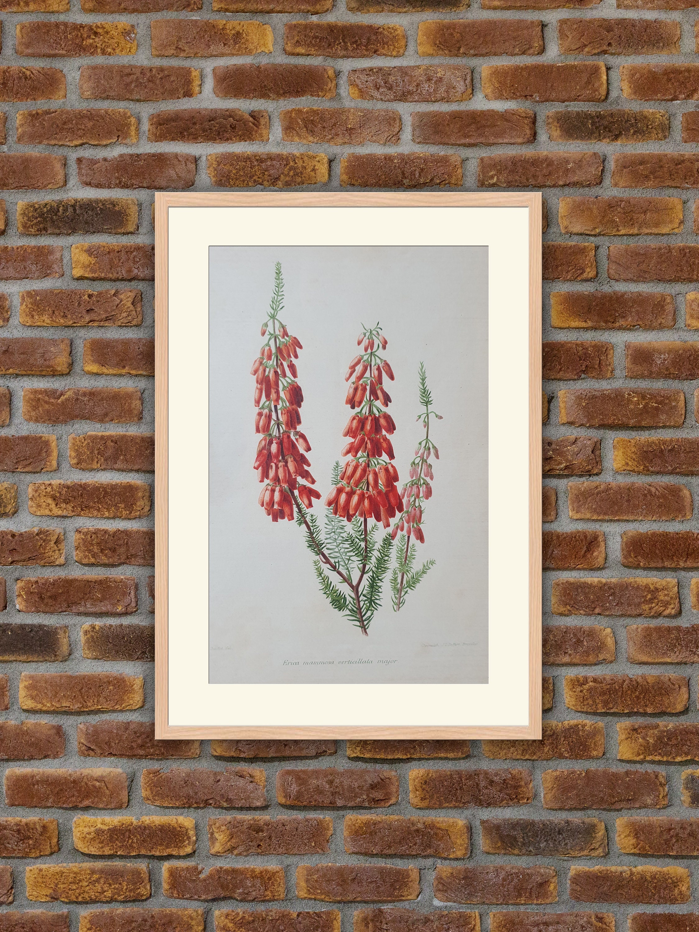 Fleurs Revue Horticole - Erica Mammosa Verticillata Major Lithographie Couleurs 1900