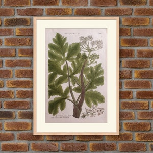 Weinmann - Botany - Plants - Flowers - Heracleum Panaces - 1739 Colored Engravings - 16.5x10.2in - Decoration, Large Prints