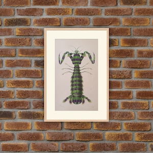 Animals - Crustacean - Peacock Mantis Shrimp - SQUILLE MACULEE - 1849 d&#39;Orbigny Dictionary - 9.3x5.9in - Prints, decoration