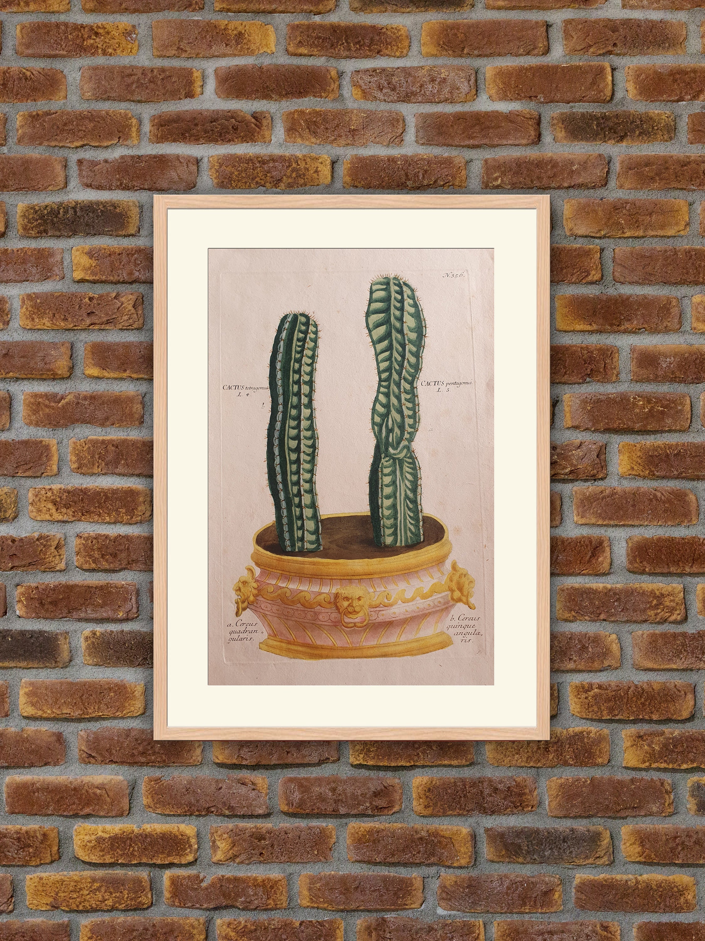 Weinmann - Botanique Cactus Tetragonus, Pentagonus Gravure Couleurs 1739