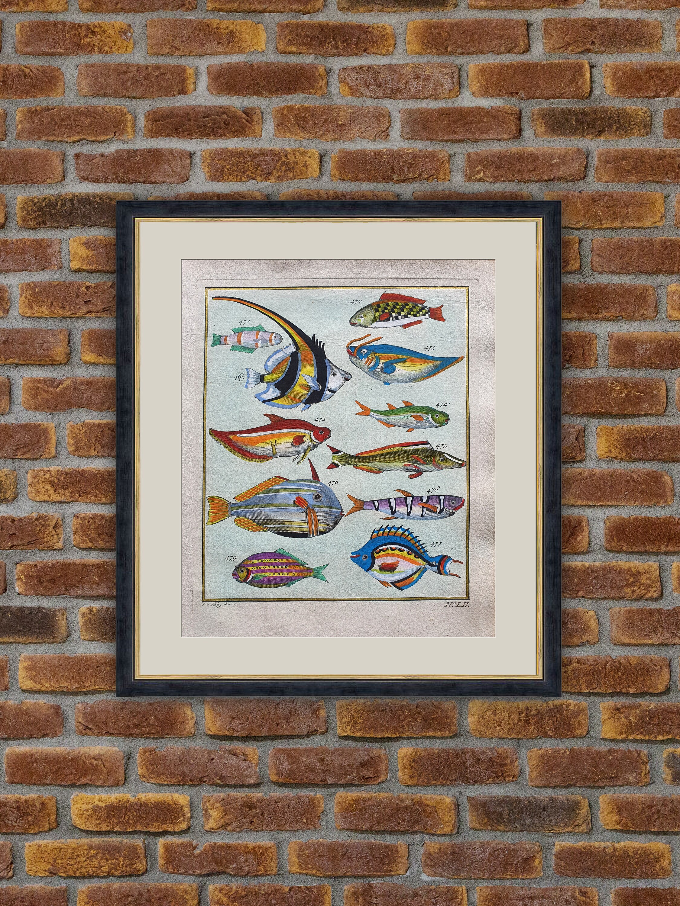 Poissons Exotiques - F. Valentin Histoire Naturelle de L'île d'amboine Gravure Couleurs 1750