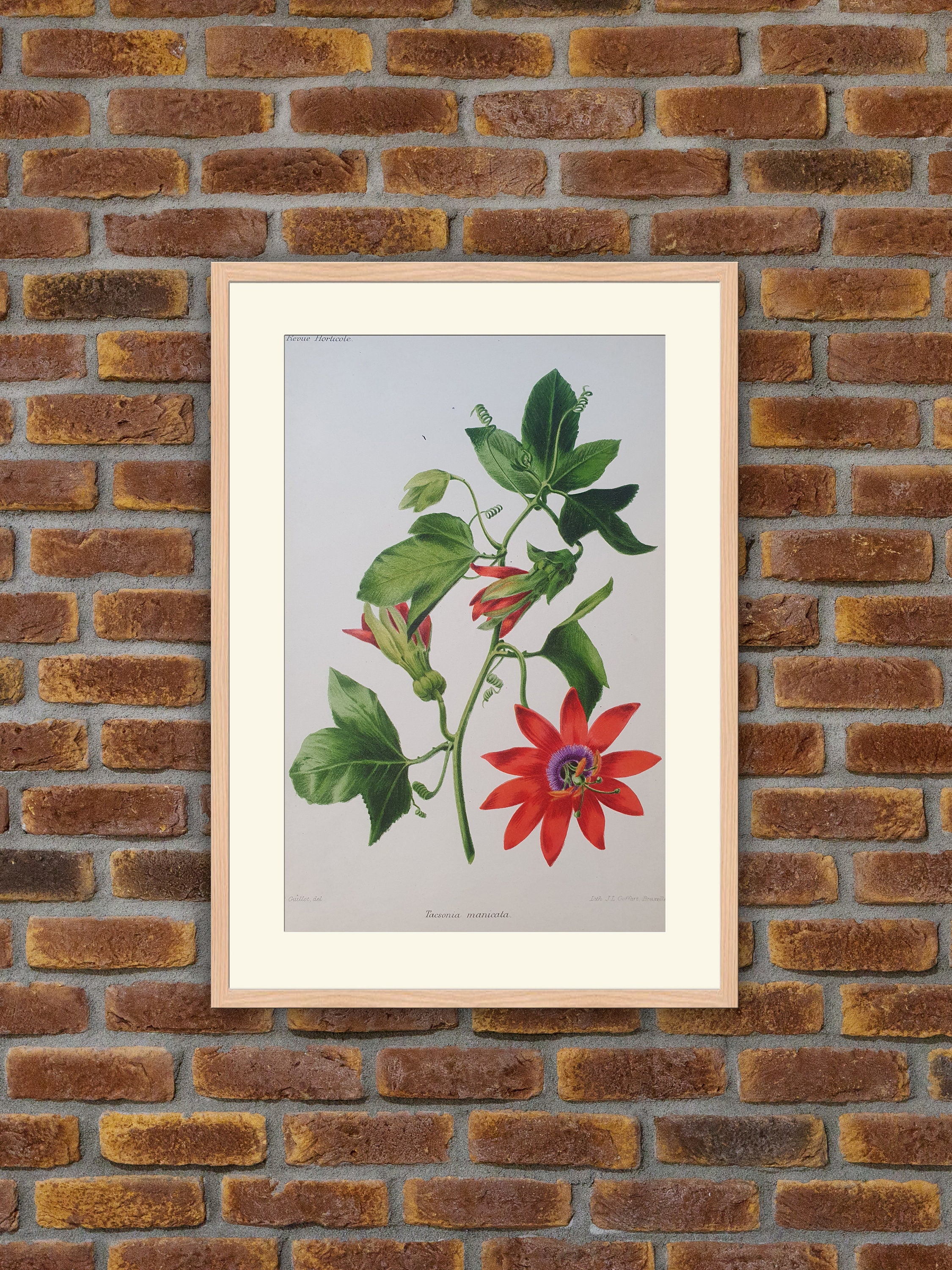 Fleurs Revue Horticole - Tacsonia Manicata Lithographie Couleurs 1900