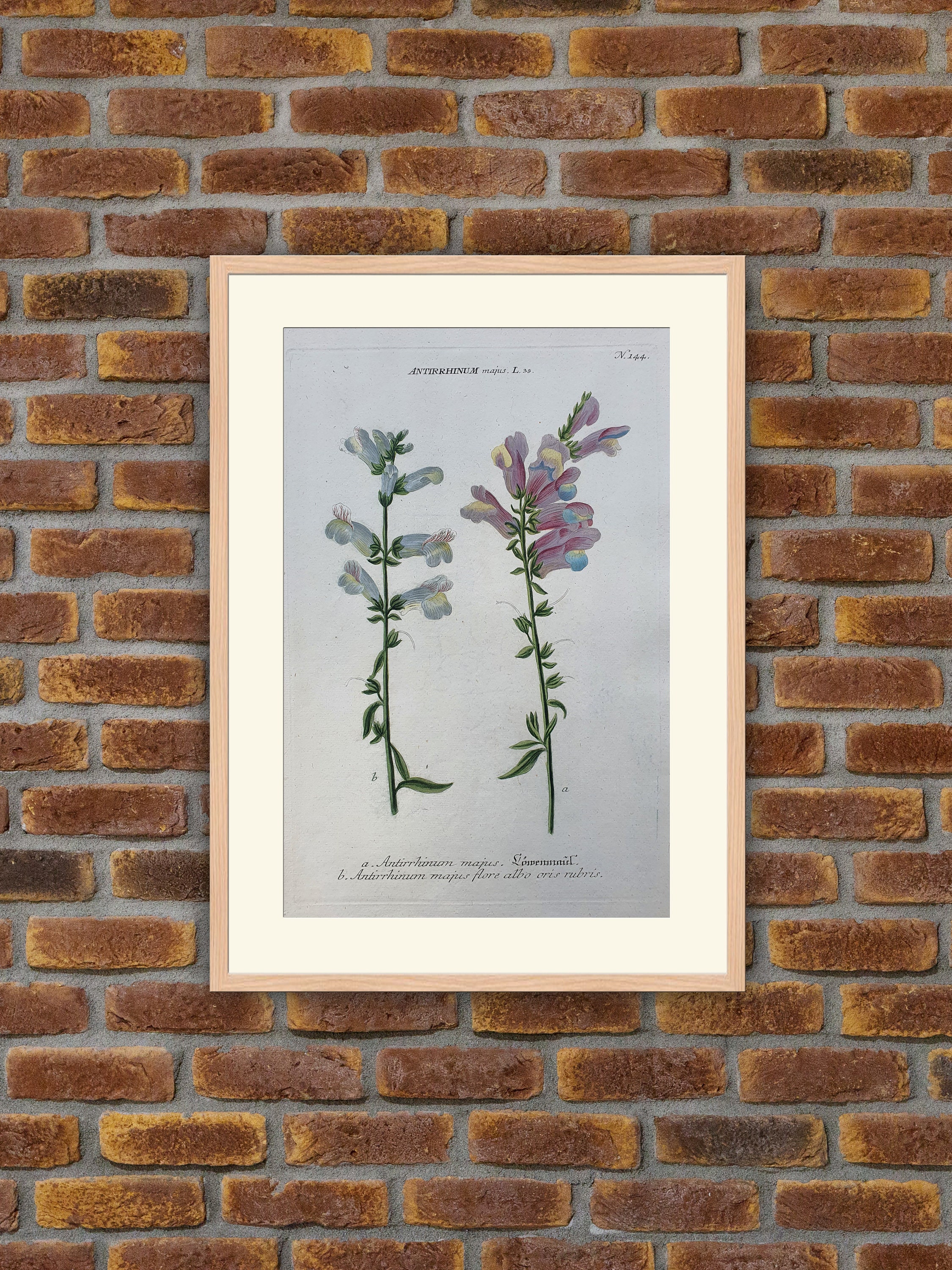 Weinmann - Botanique Antirrhinum Majus Gravure Couleurs 1739