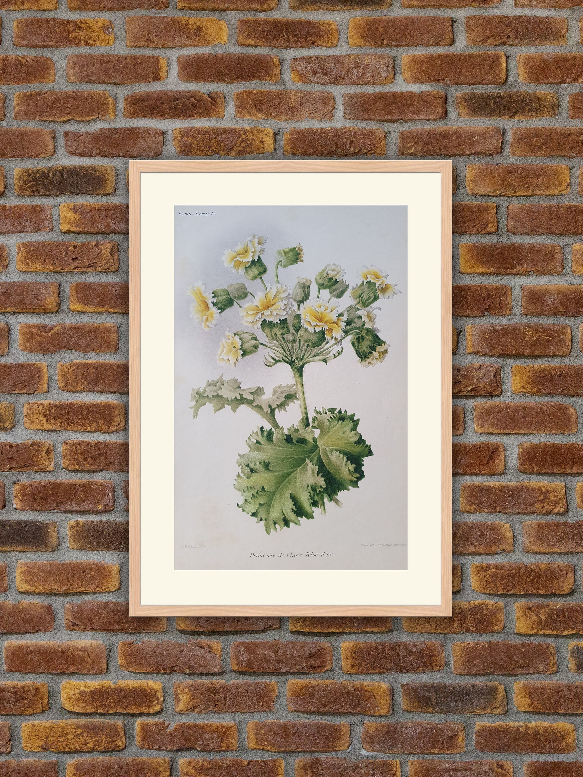 Fleurs Revue Horticole - Primevère de Chine Rêve d'or Lithographie Couleurs 1900