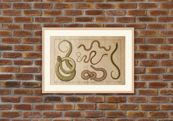 Ornament - Black - Rattlesnake - Serpentes Ornament - Black - Rattlesnake - Serpentes