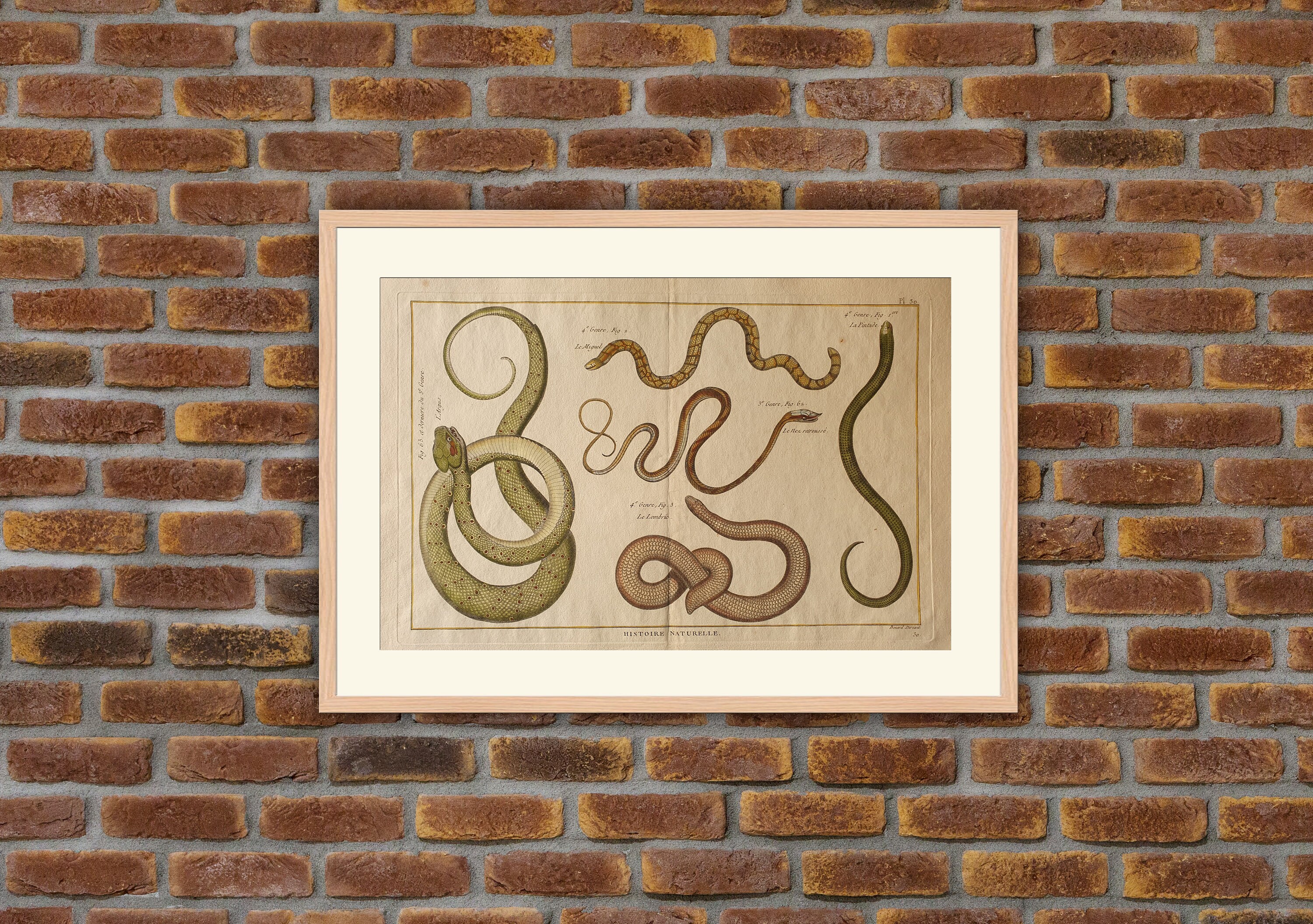 Reptiles - Serpents Ophyologie Le Nez Retroussé, L'argus, La Pintade, Miguel... Gravure Couleurs Enc