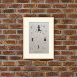 Animaux - Insectes - Gravure couleur 1836 - G. Cuvier, Le Règne Animal