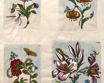 Maria Merian, gravure ancienne botanique,entomologie -1771-planches CXLIX et suivantes.